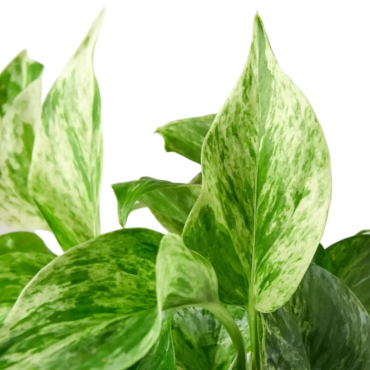 Close-up of Pothos Marble Queen leaves showcasing variegated green and creamy white patterns.