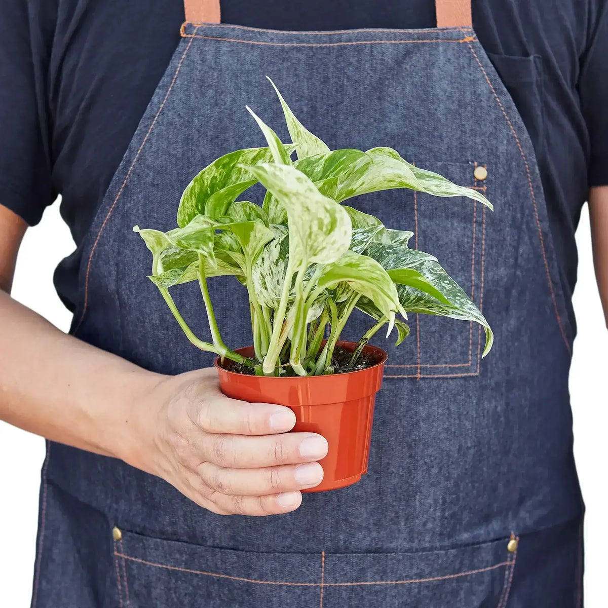 Person holding a Pothos Marble Queen plant in a red pot, showcasing its variegated green and white leaves.