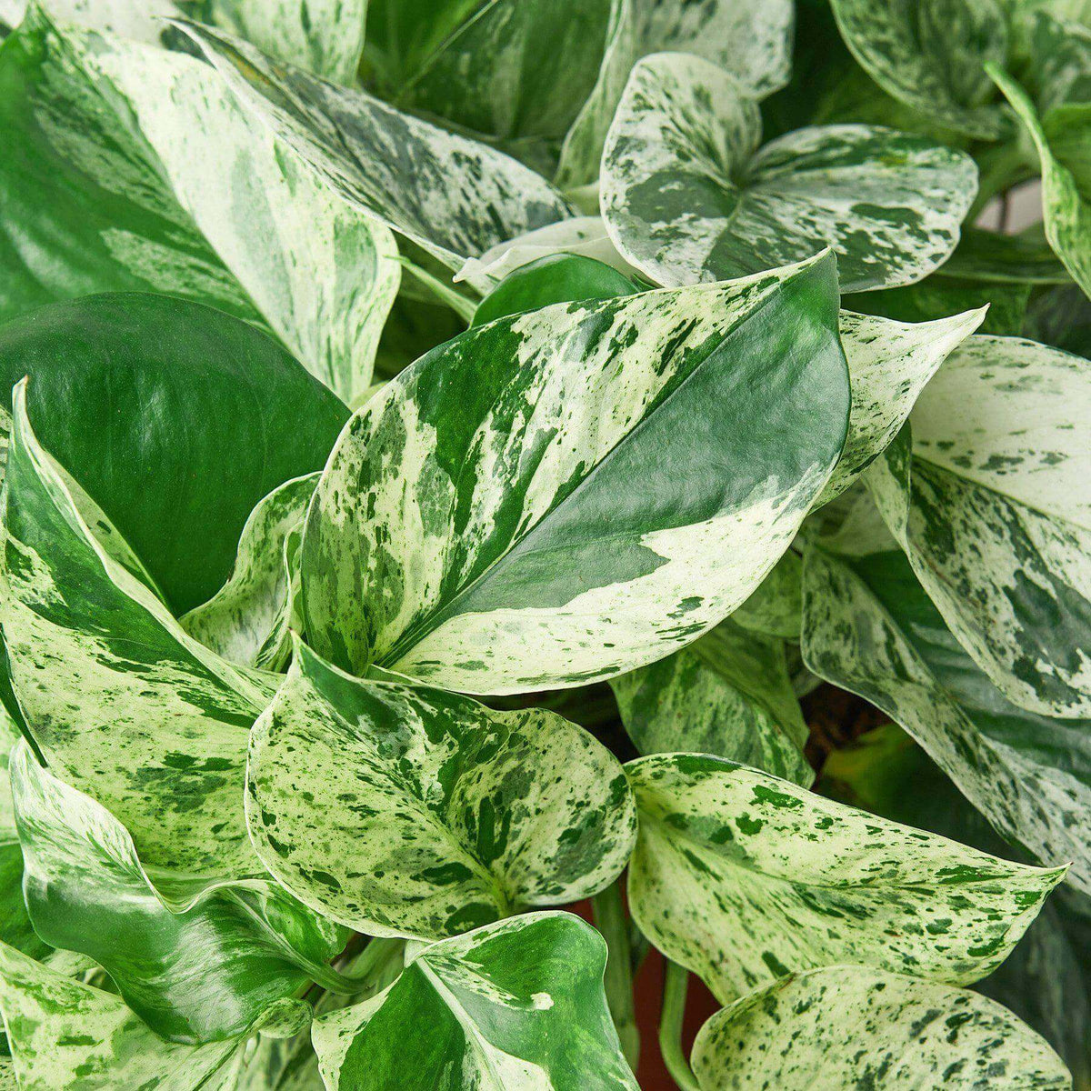 marble queen pothos vine Marble Queen Pothos