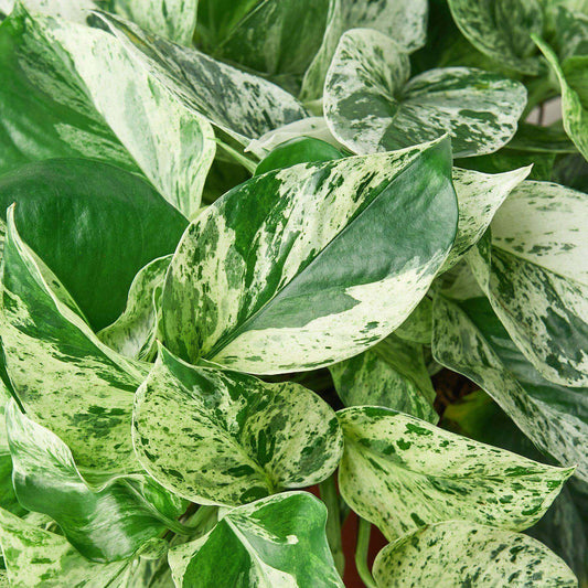 Close-up of Pothos Marble Queen leaves showcasing striking green and cream variegation.
