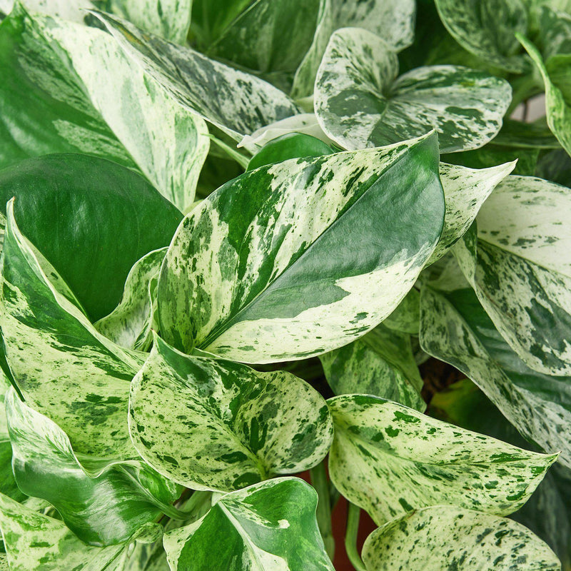 pothos marble queen plant leaves close up