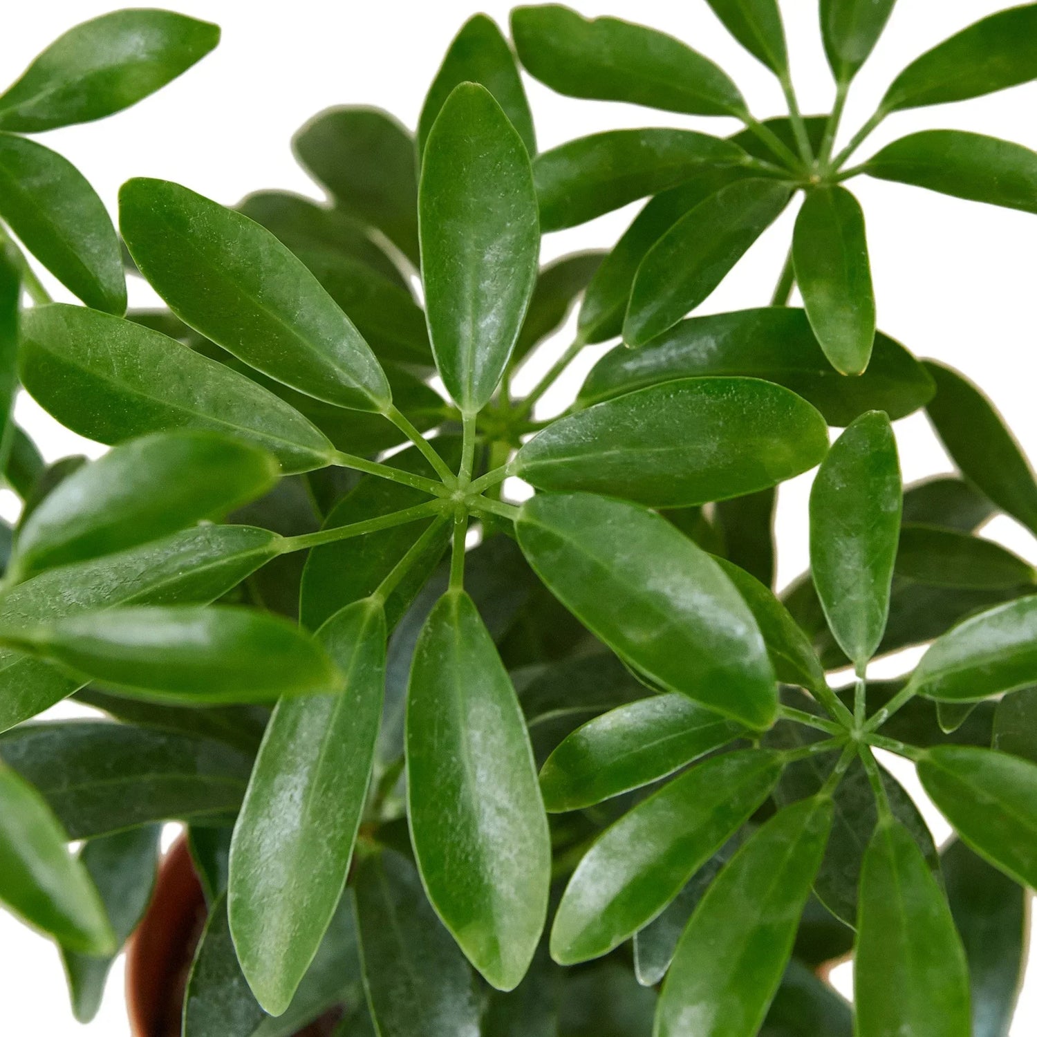 schefflera-arboricola-umbrella leaves closeup