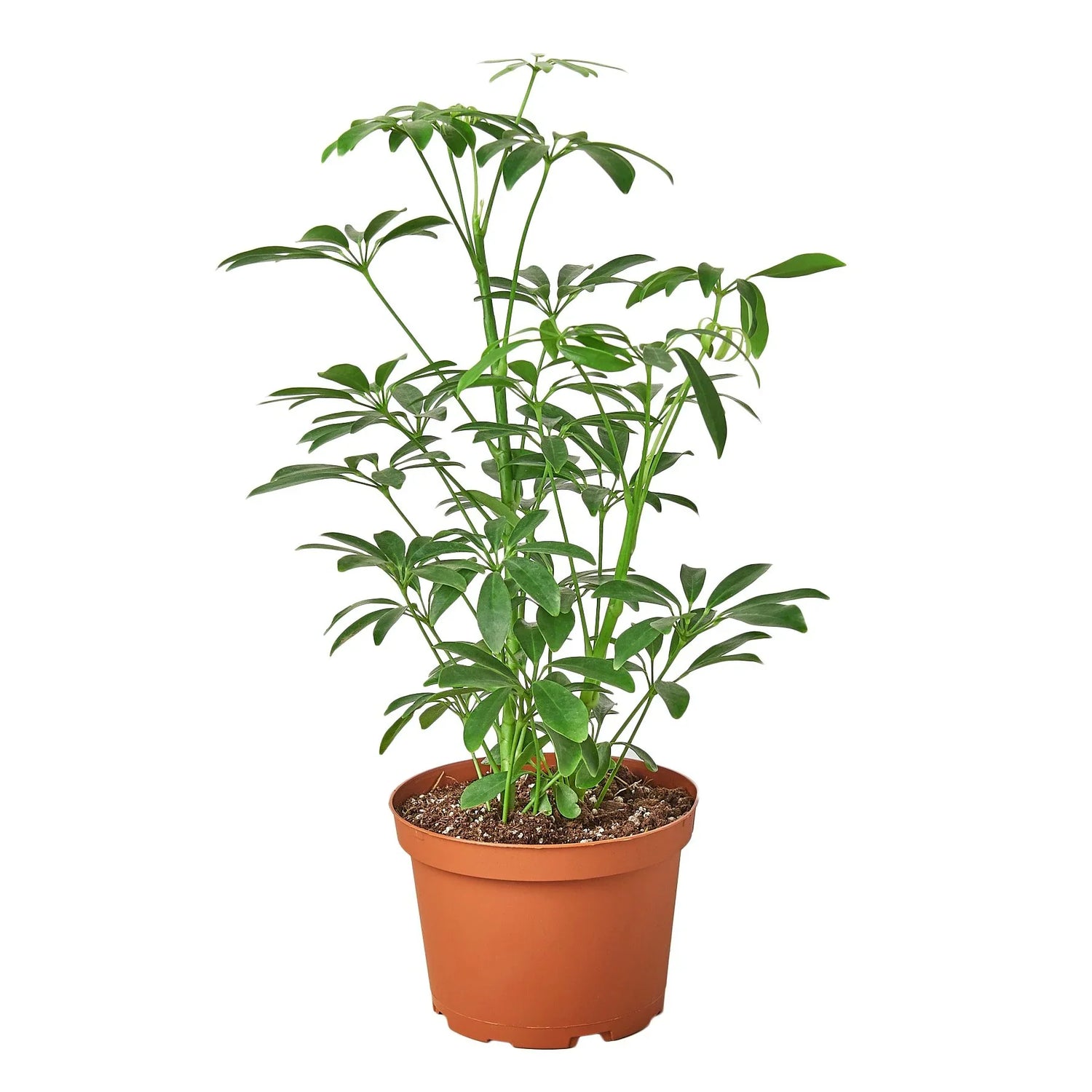 schefflera-arboricola-umbrella in a pot