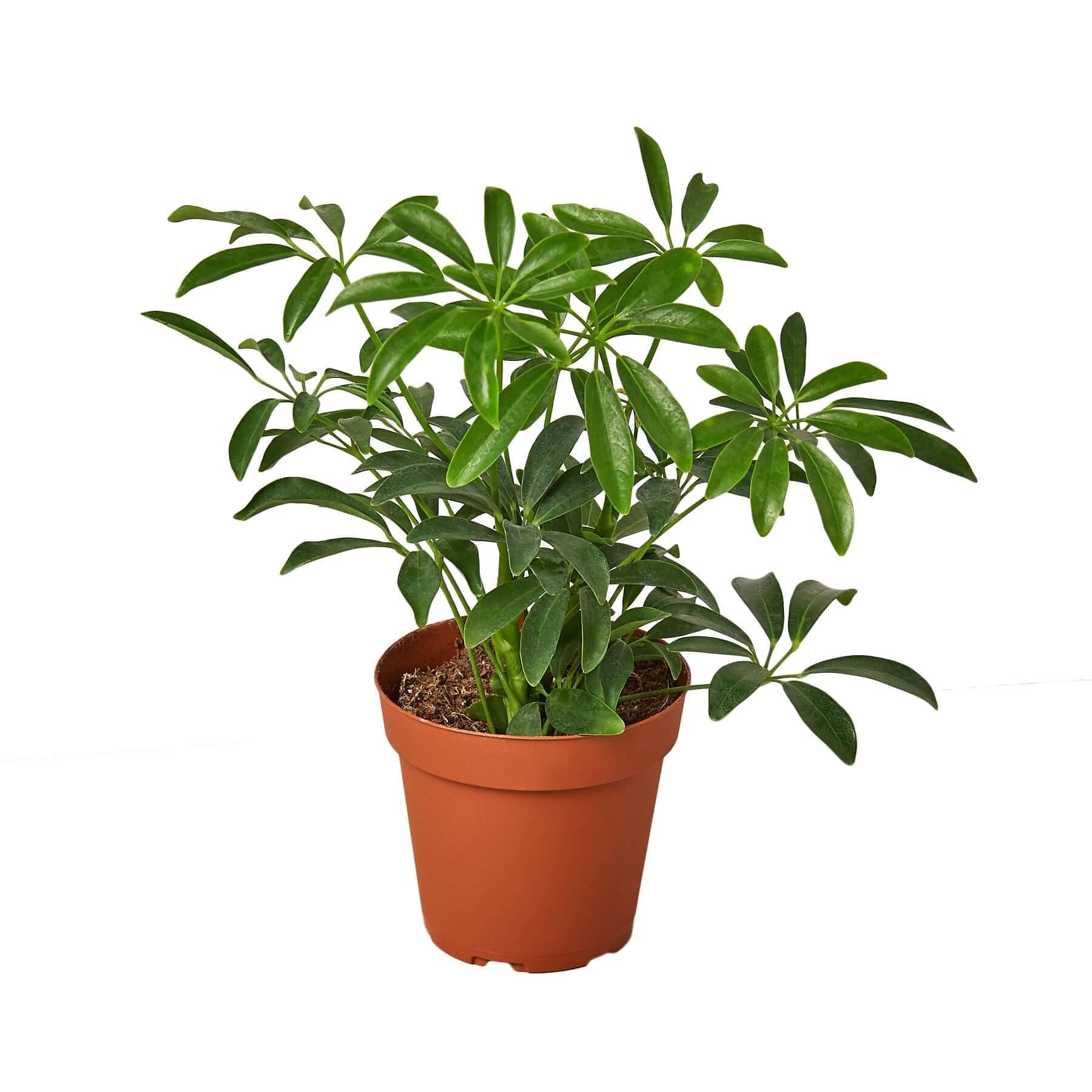 umbrella plant indoor Schefflera Arboricola