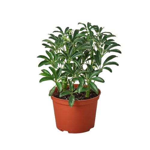 Schefflera Moonlight 'Umbrella Plant' Indoor Plant at All About Planties