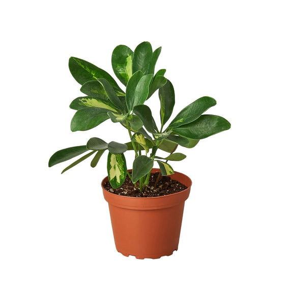 schefflera arboricola air purifier Umbrella Plant – Schefflera Variegated