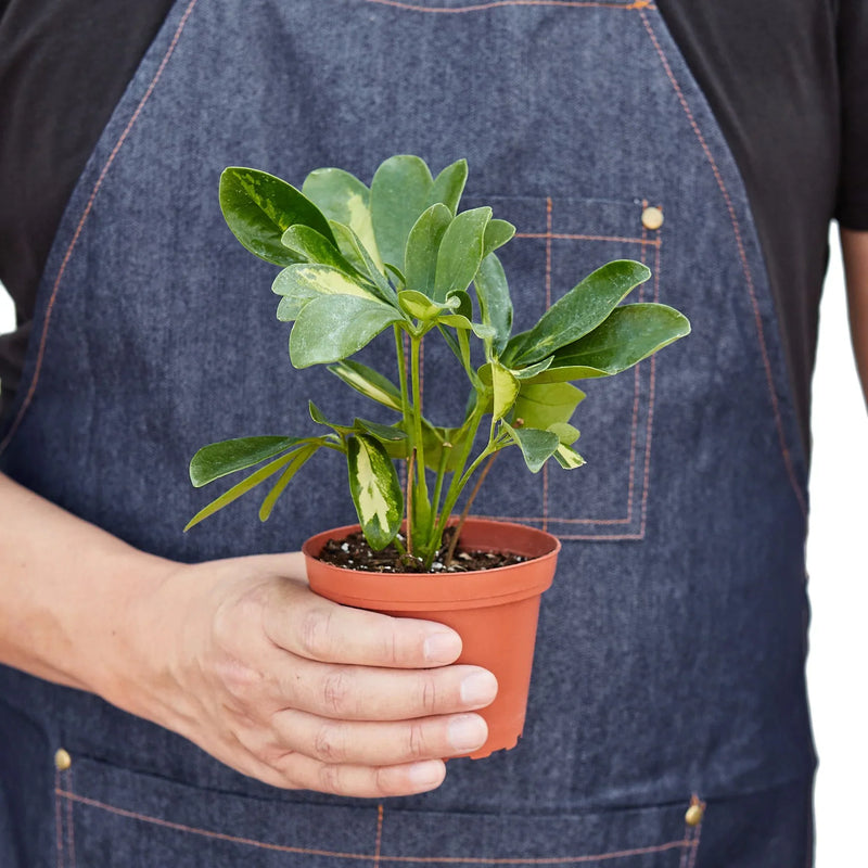 person holding a schefflera-variegated plant 4inch pot