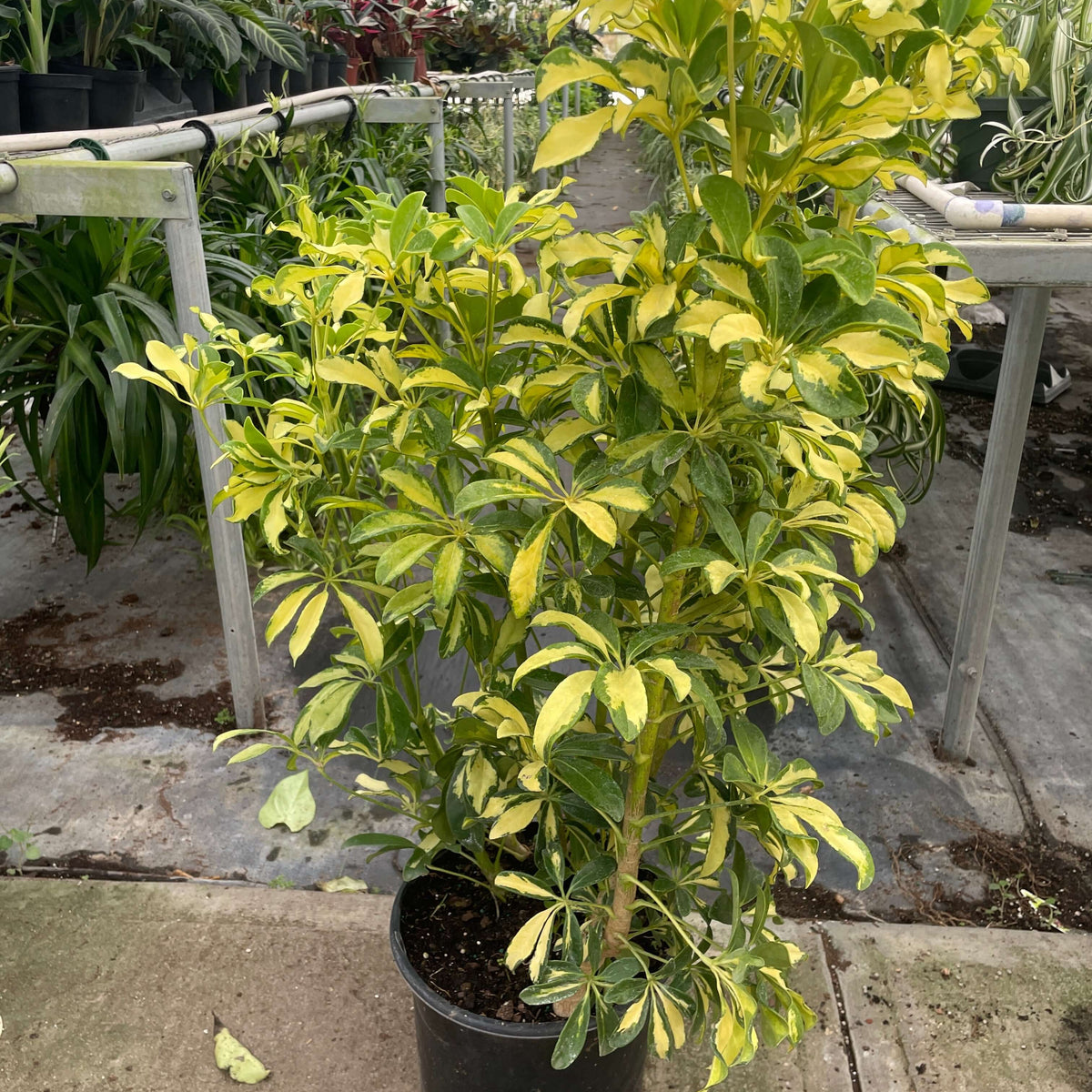umbrella house plant Schefflera 'Variegated' 4" Pot