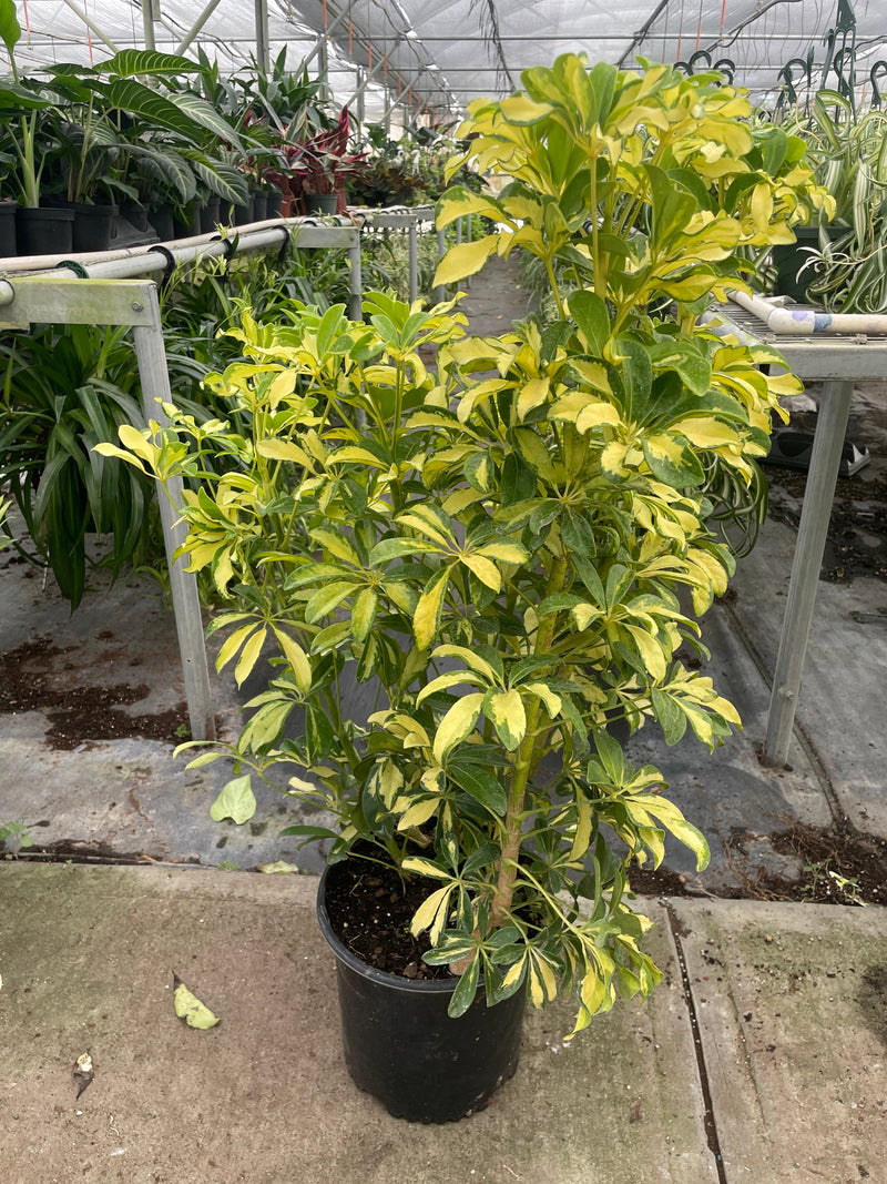 schefflera-variegated 8inch pot