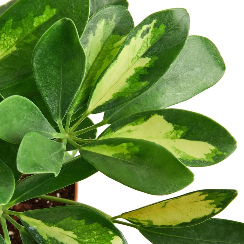 schefflera-variegated leaves close up