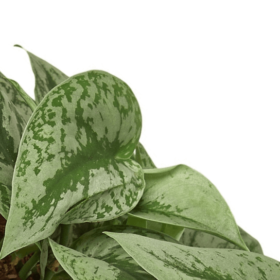 silver pothos home depot Silver Splash Pothos, Scindapsus Pictus ‘Exotica’