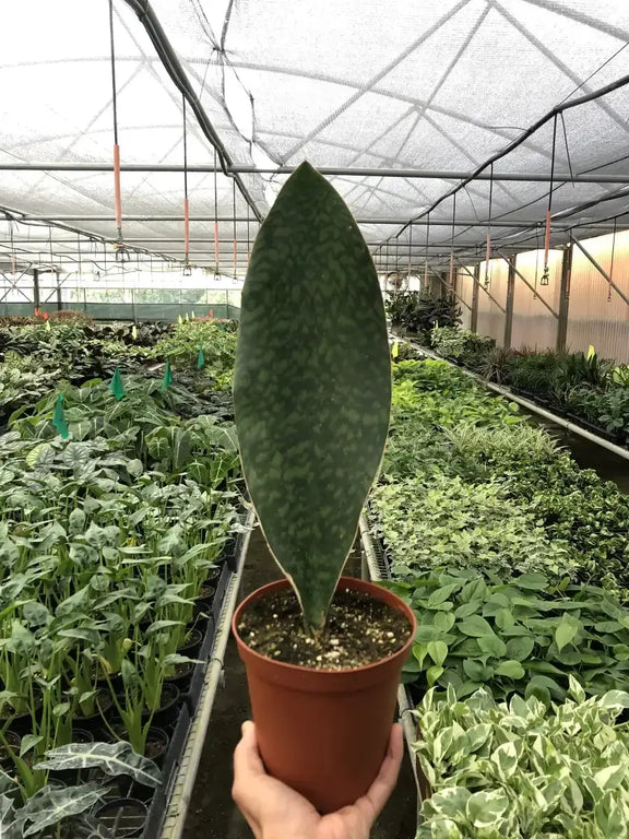 Shark Fin Snake Plant Plants at All About Planties