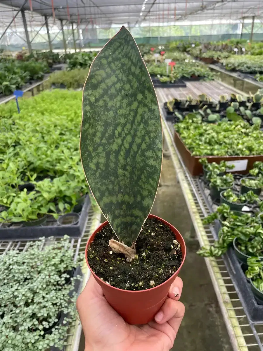 Shark Fin Snake Plant Plants at All About Planties