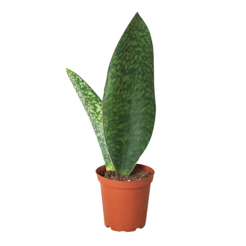 Shark Fin Snake Plant Plants at All About Planties