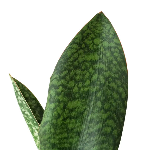 Shark Fin Snake Plant Plants at All About Planties