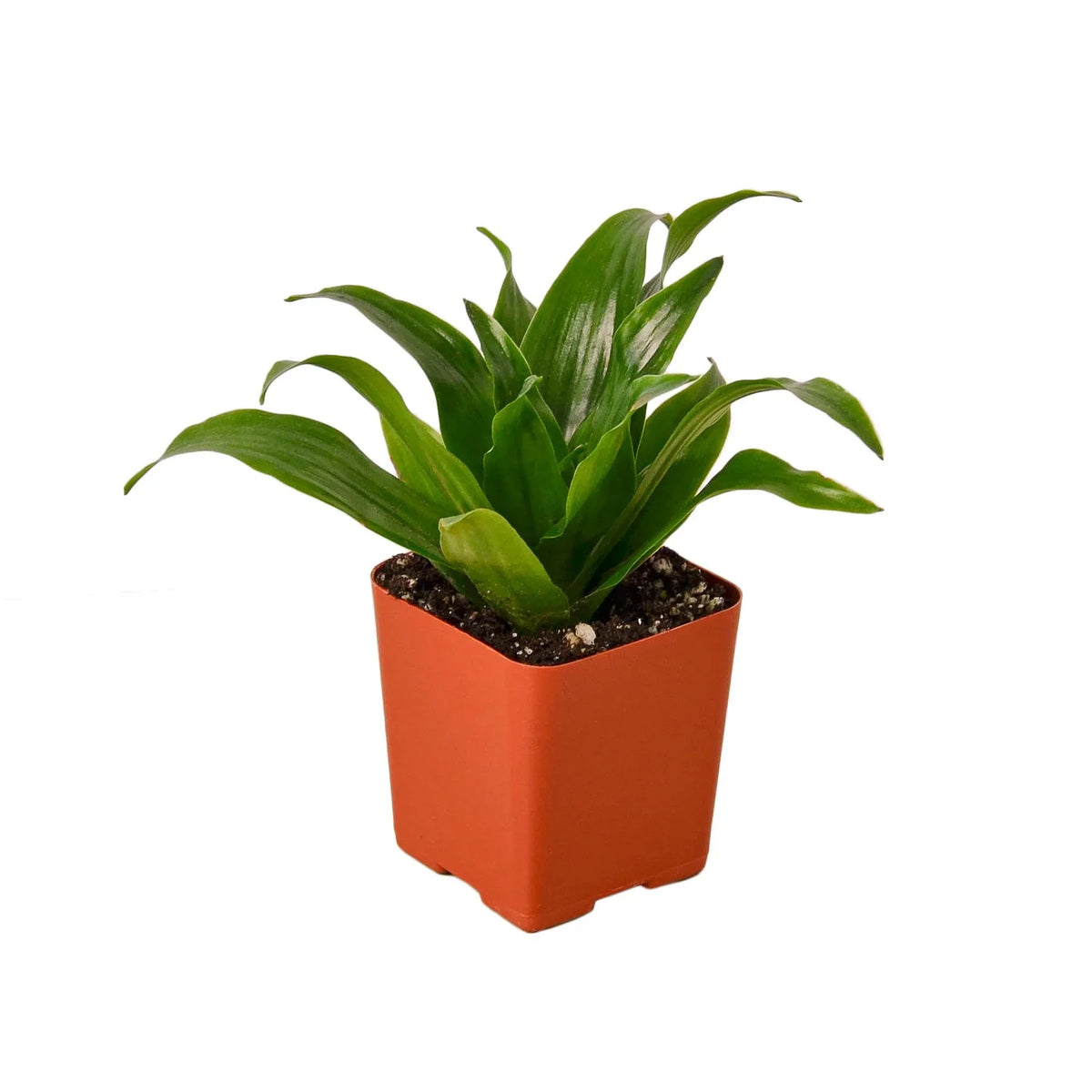 dracaena fragrans small The Snobby Leaf | Dracaena 'Janet Craig' - 6 inch Pot