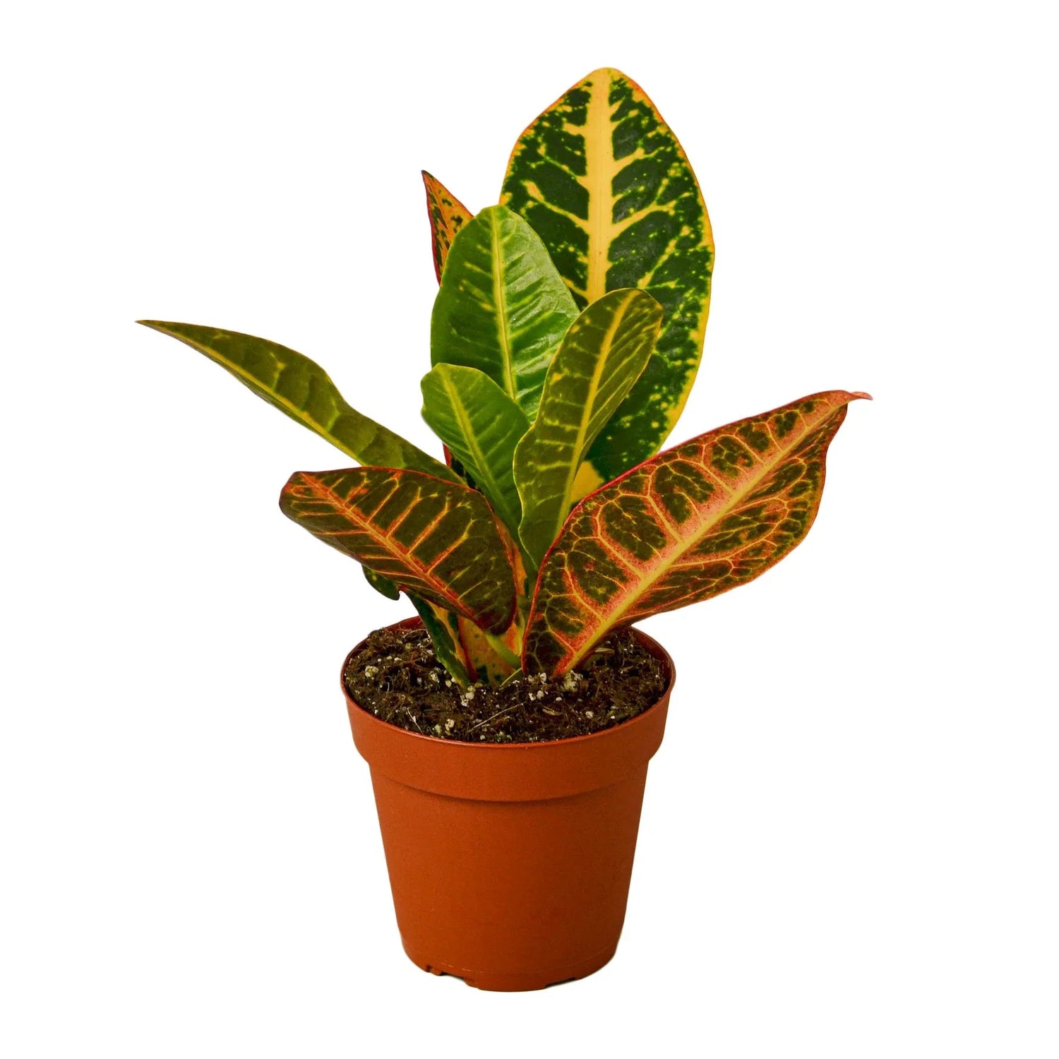 small croton-petra-josephs-coat plant