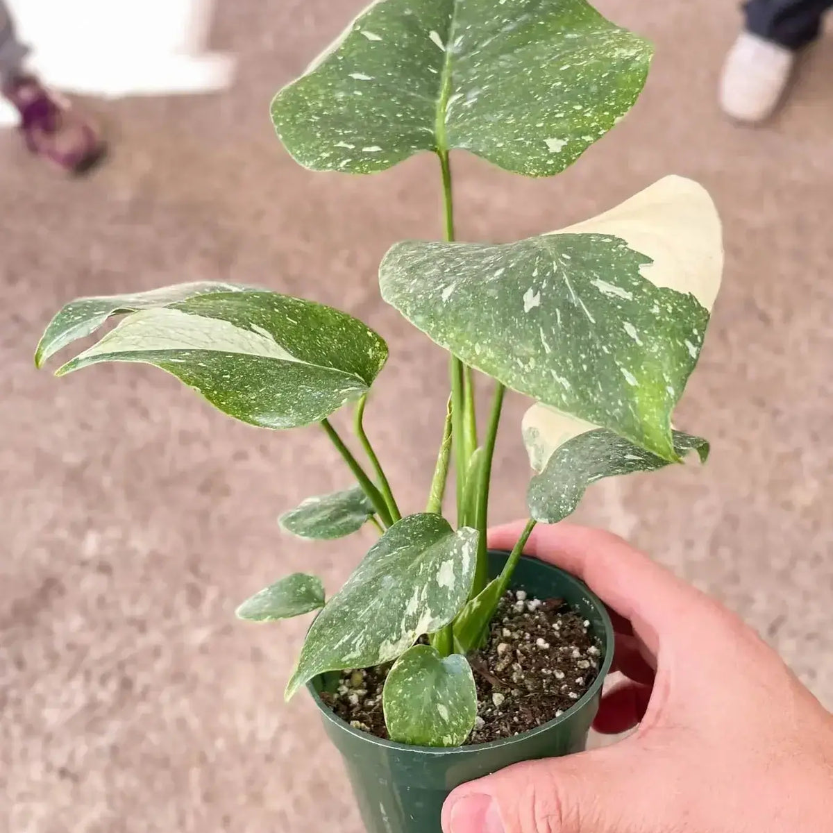 small monstera-thai-constellation potted by All About Planties™