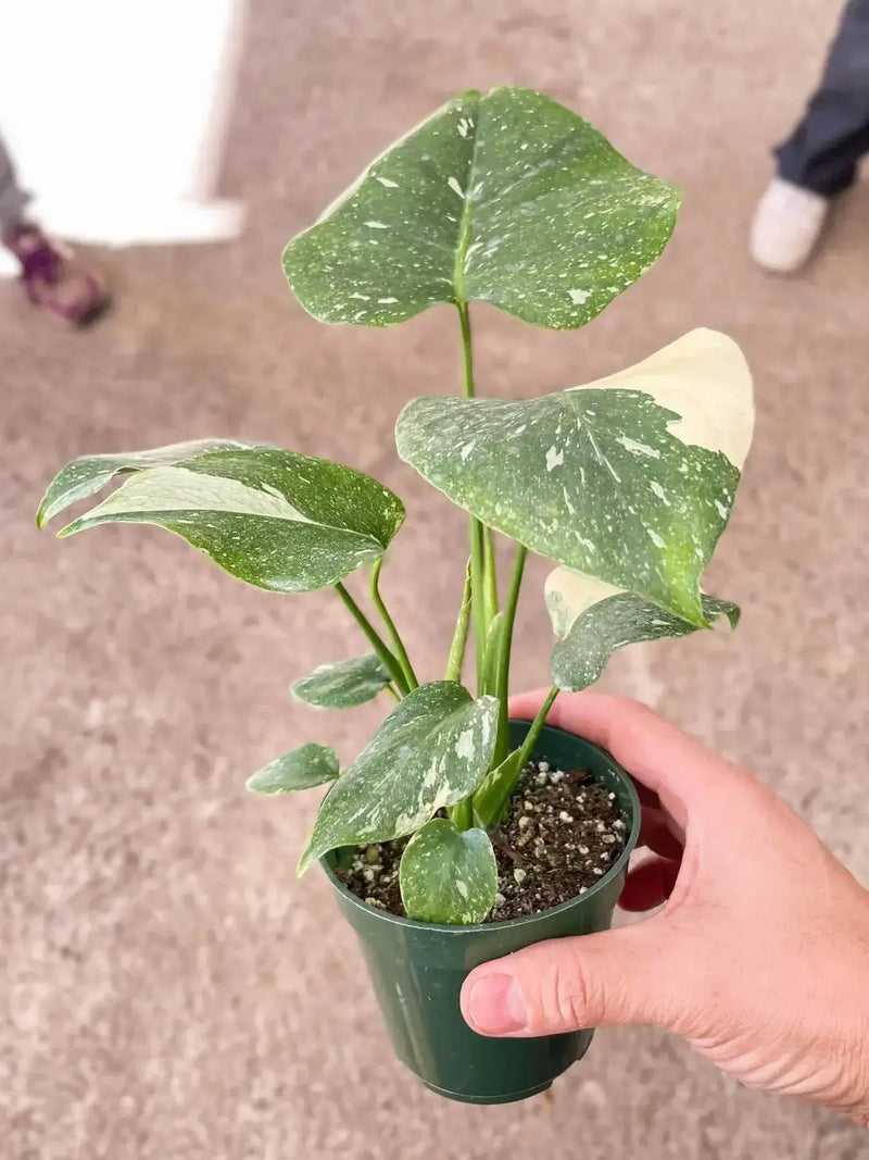 small monstera-thai-constellation potted