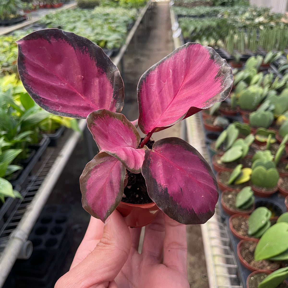 calathea-purple-rose-plant small size in a nursery by All About Planties™
