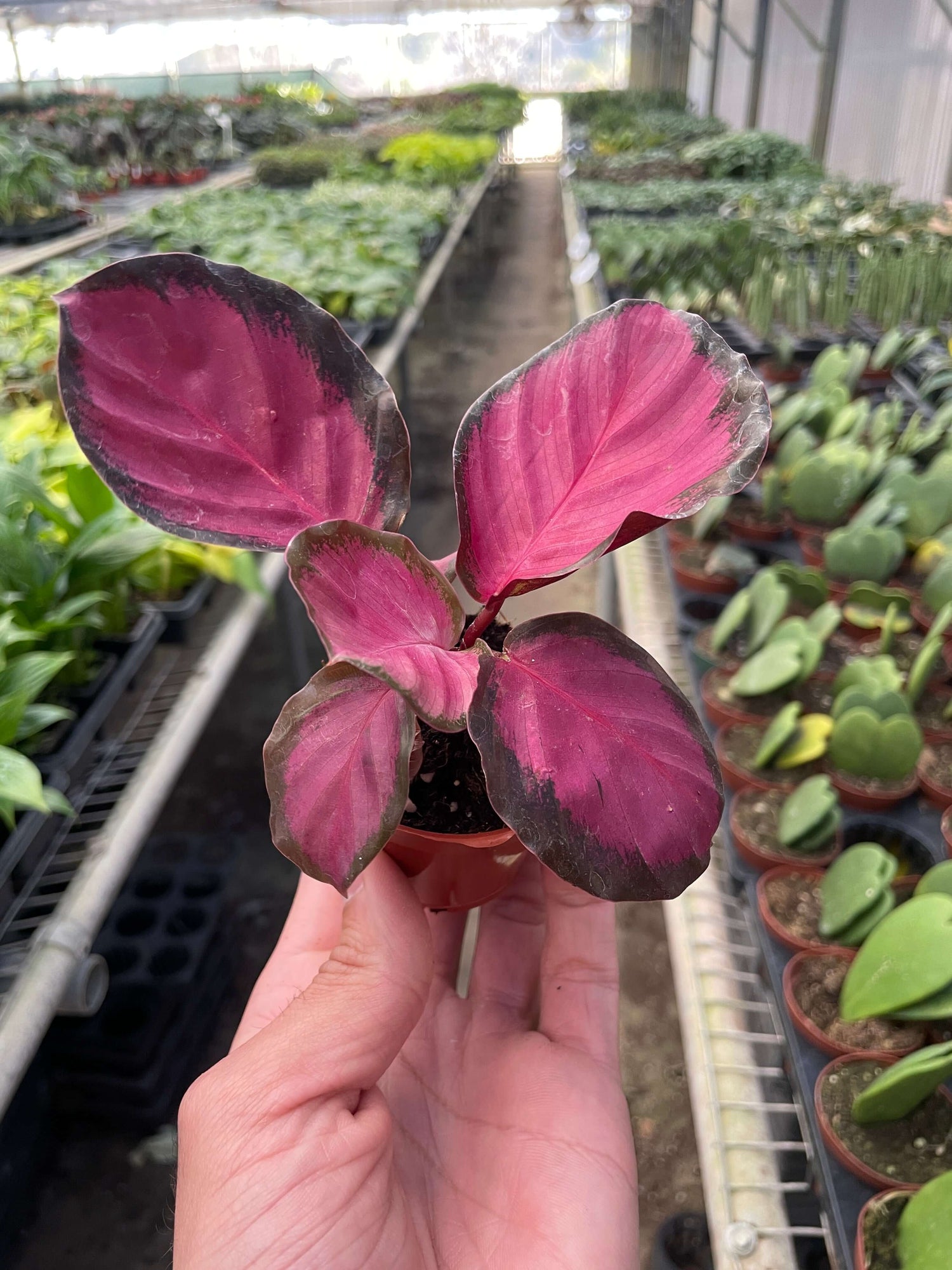 calathea-purple-rose-plant small size in a nursery