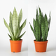 Snake Plant 2-Pack - Moonshine & Zeylanica - Easy Care Plant Pack by All About Planties