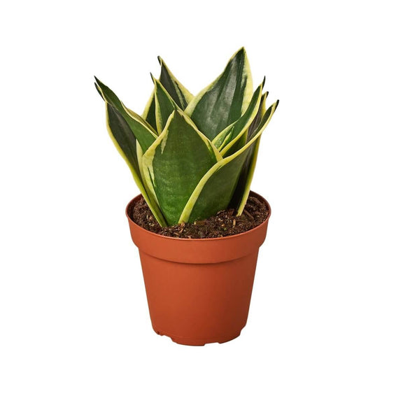 Snake Plant Black Gold - Indoor Plants 