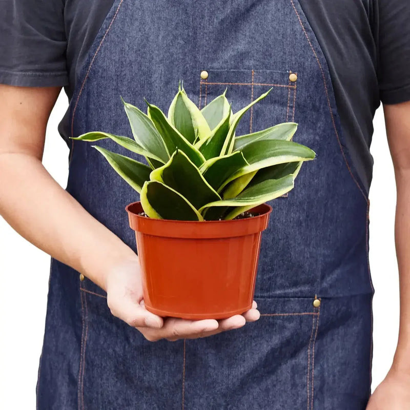 Person holdng a 6inch Snake Plant Black Gold 