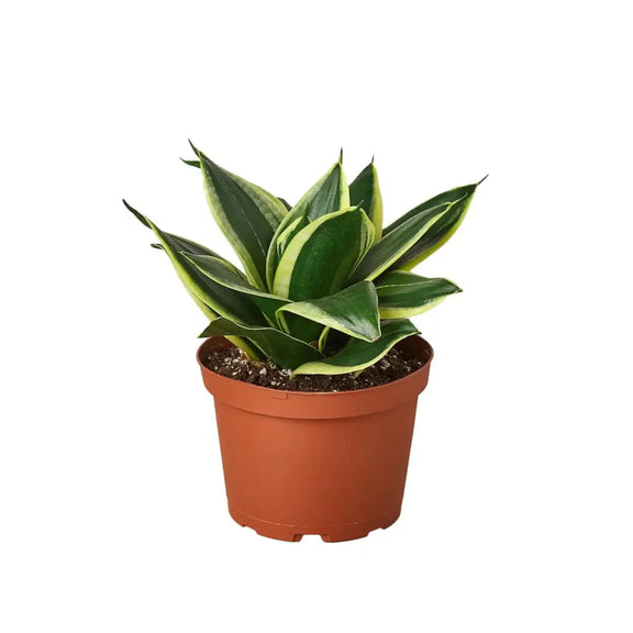 Snake Plant Black Gold 6inch pot