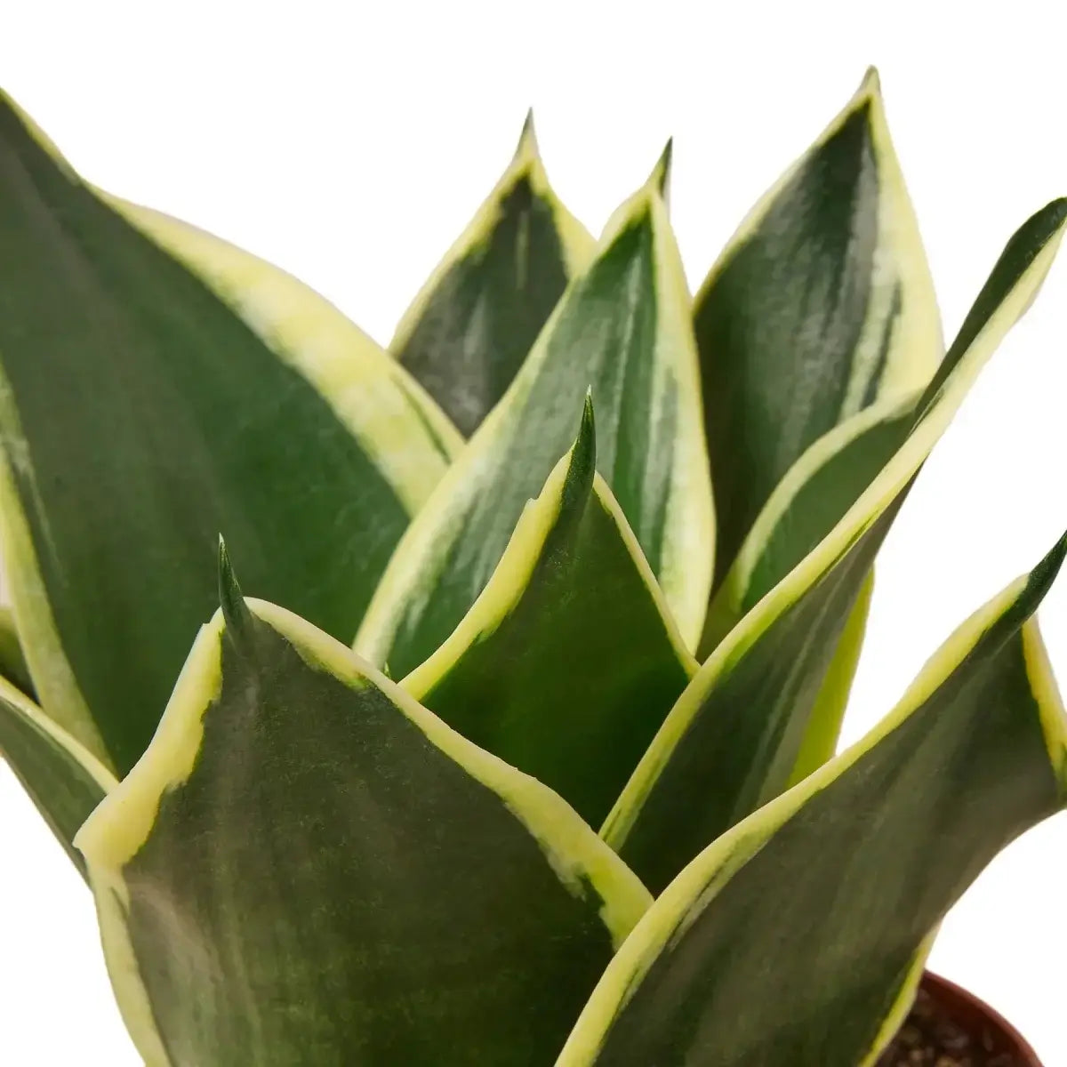 Snake Plant Black Gold leaves closeup