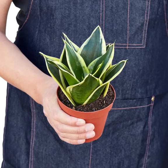 Person holding a snake-plant-black-gold 