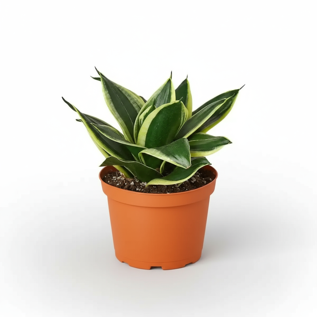 sansevieria trifasciata black robusta Snake Plant Black Robusta