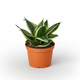 Snake Plant Black Gold plant available for sale at All About Planties™