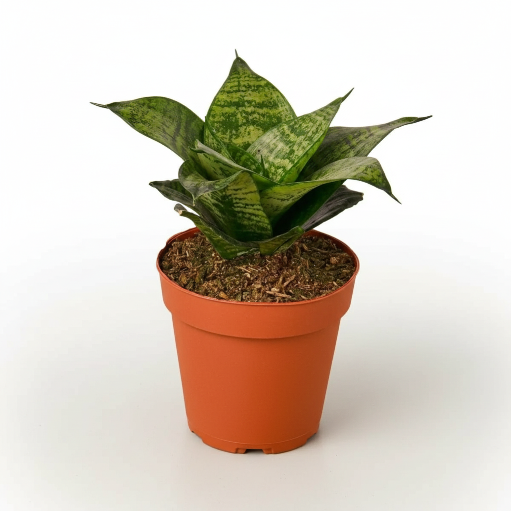 Snake Plant Black Robusta plant in a nursery pot by All About Planties™