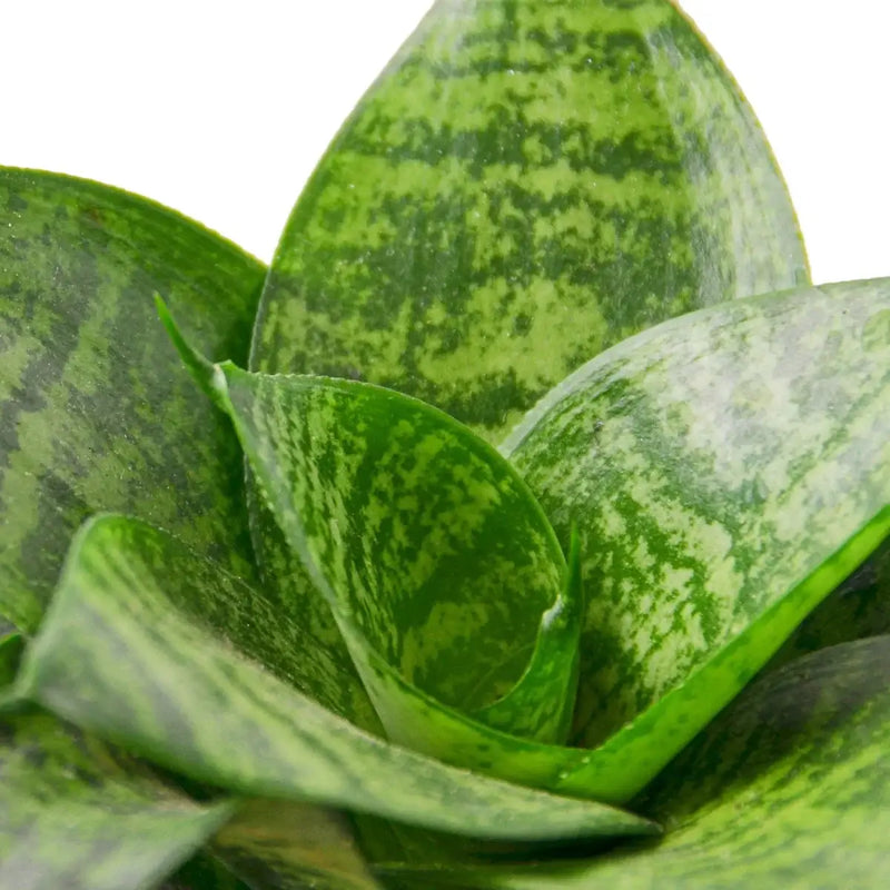 Snake Plant Black Robusta closeup