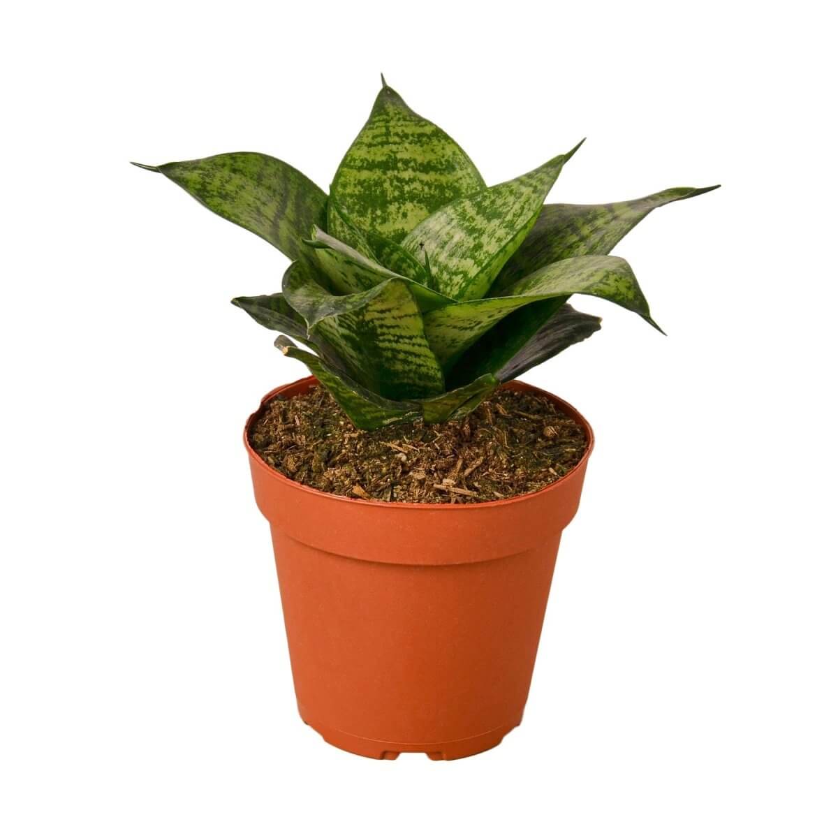 Snake Plant Black Robusta - Indoor Plants | Care Tips: [Brief care tip] | Keywords: [relevant keywords]