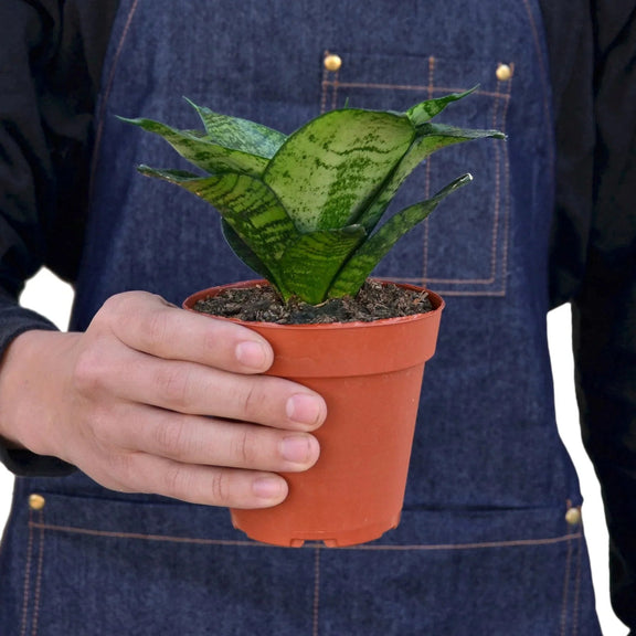 person holding a snake-plant-black-robusta