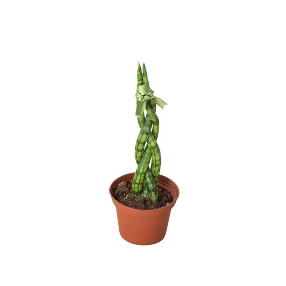 cylindrical snake plant for sale Snake Plant 'Braided' - Pet Safe Air-Purifying Braided Plant