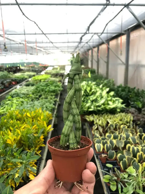 plant that looks like snake trachy Snake Plant 'Braided' - Pet Safe Air-Purifying Braided Plant