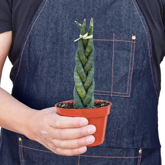 Snake Plant Braided Indoor Plant at All About Planties