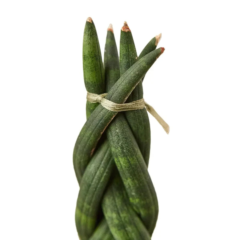 Snake Plant Braided Indoor Plant at All About Planties