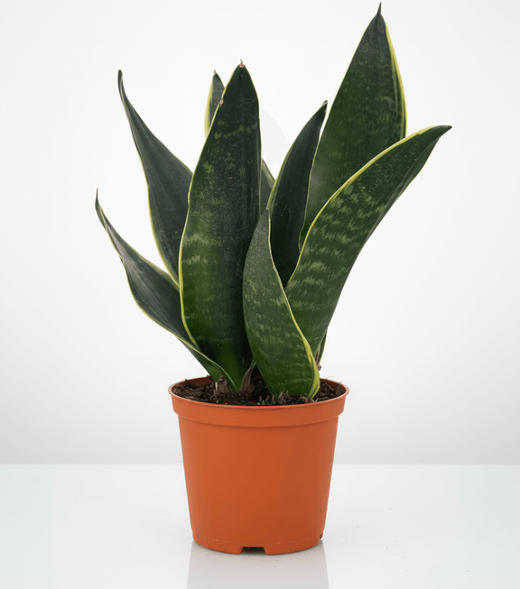 Snake Plant Fabi in a nursery pot by All About Planties™