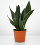 Snake Plant Fabi in a nursery pot by All About Planties™