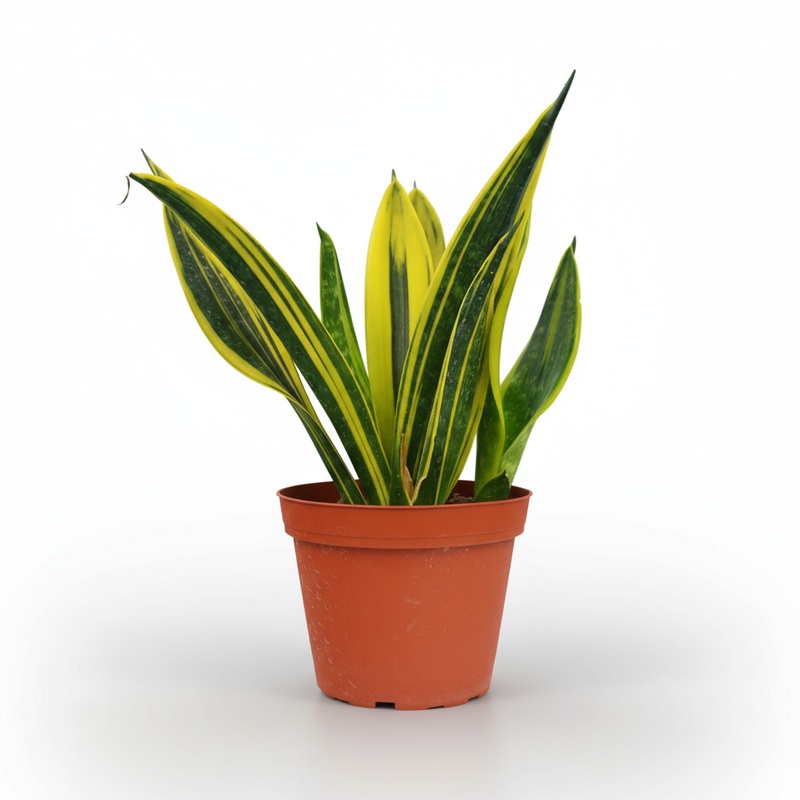 Snake Plant Gold Flame hero image - square format