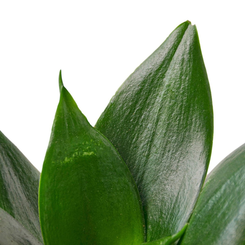 Snake Plant Jade Close up