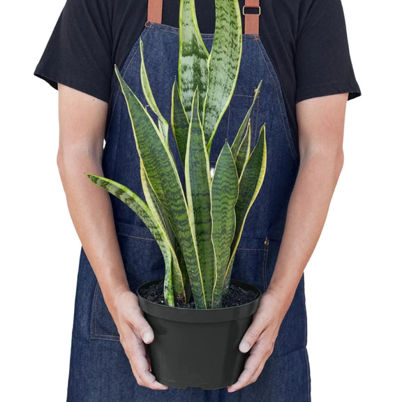 Snake Plant Laurentii - 4" Plant | Care Tips: [Brief care tip] | Keywords: [relevant keywords]