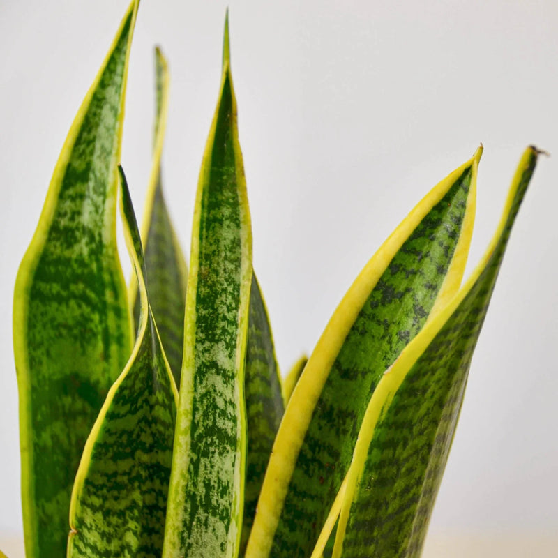 Snake Plant Laurentii -Closeup Leaves | All About Planties