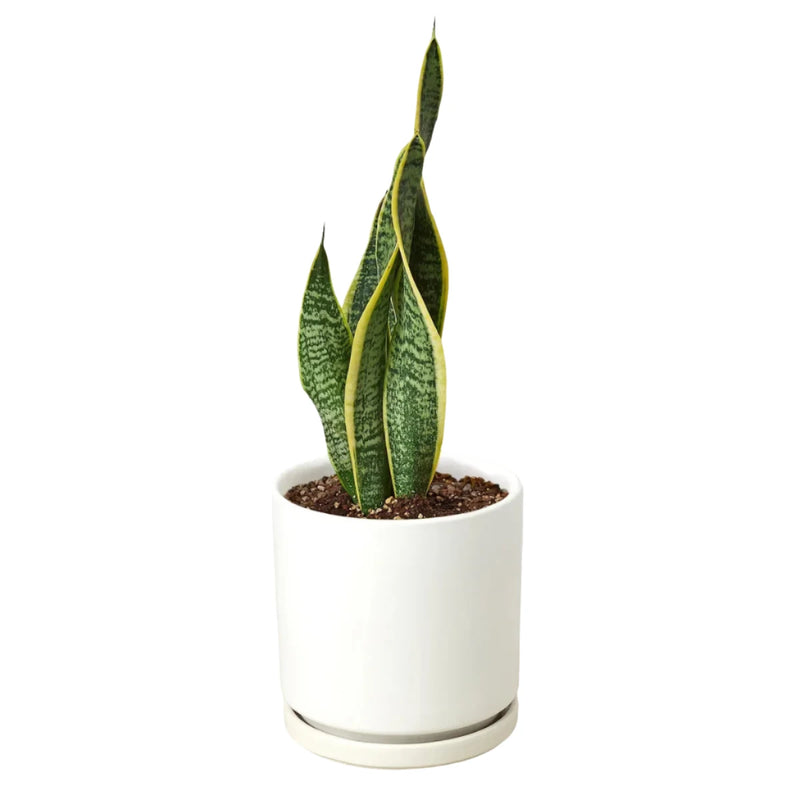 Snake Plant Laurentii - 4" Plant in a white pot