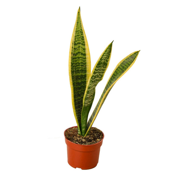 Snake Plant Laurentii - 4" Plant 