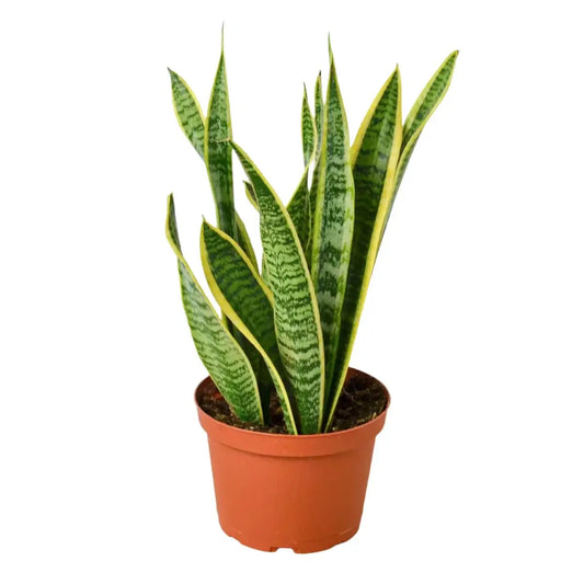 Snake Plant Laurentii | Laurentii Sansevieria Indoor Plants at All About Planties